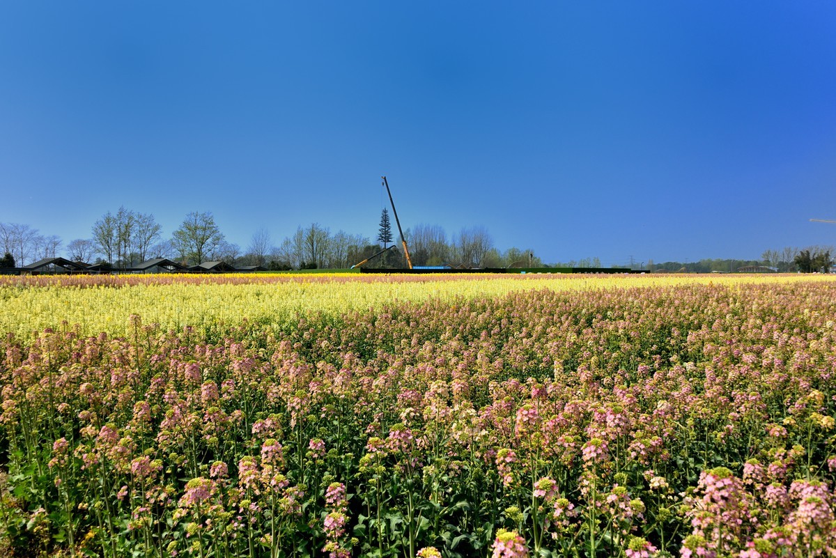 油菜花田【1】