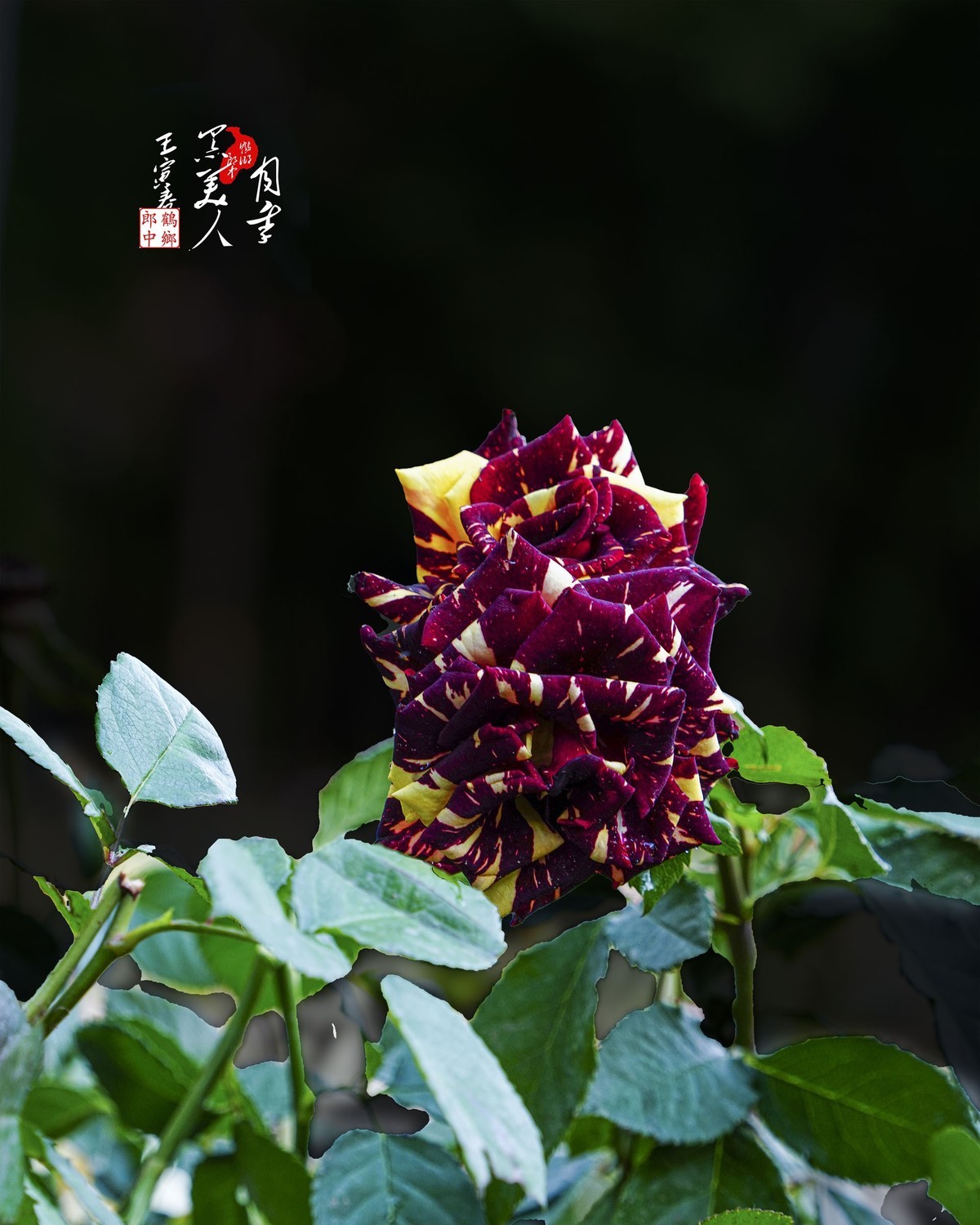 百花园(72)-----黑美人月季
