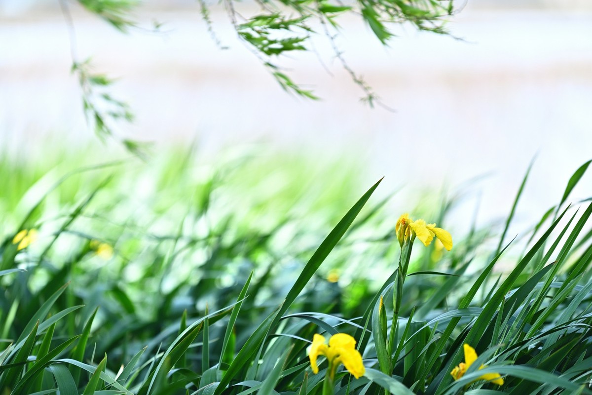 湿地公园春天的气息
