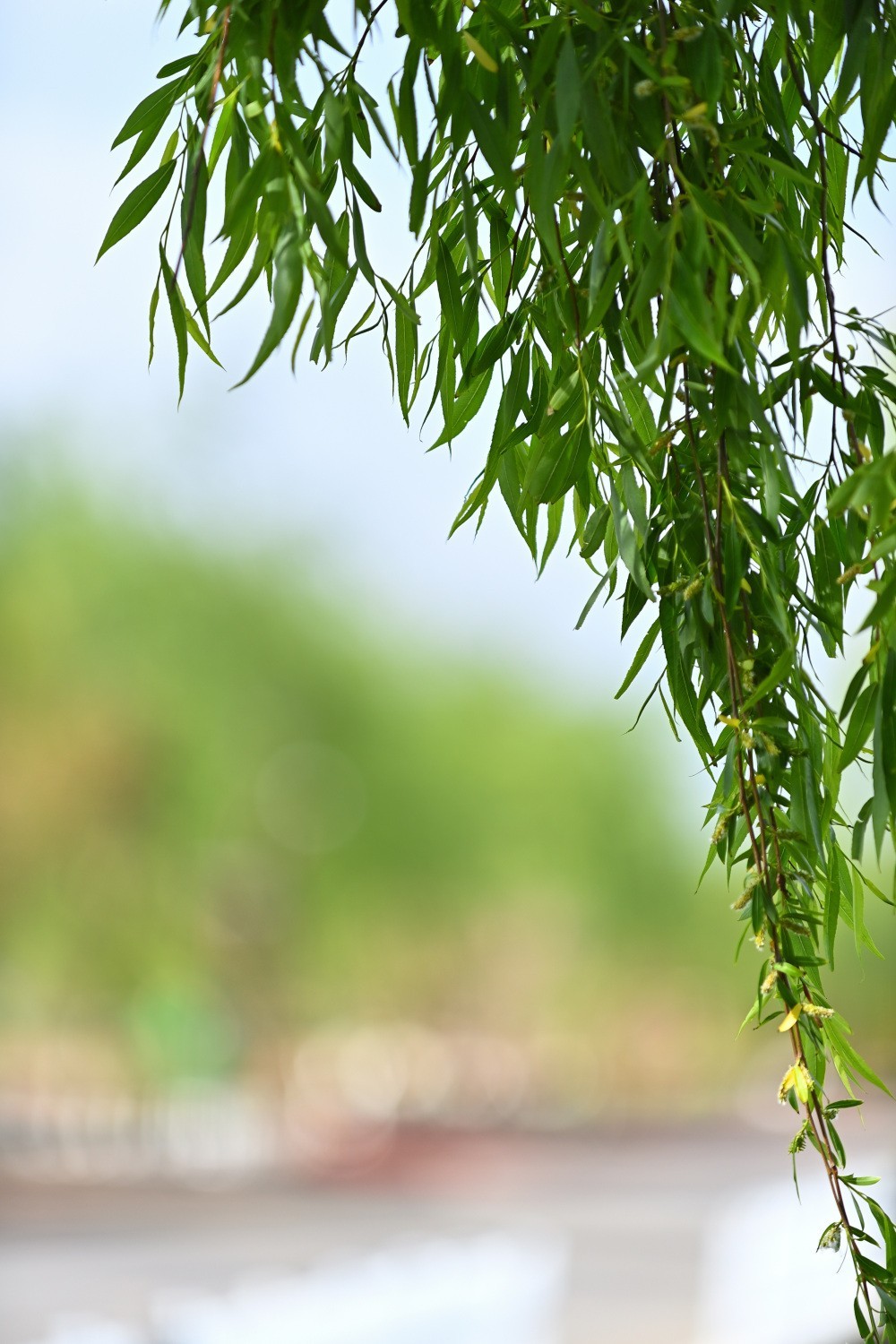 湿地公园春天的气息