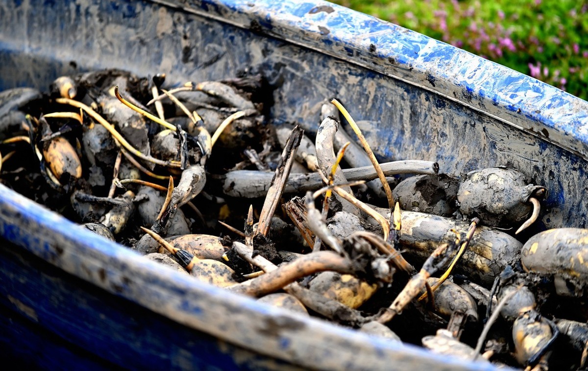 湿地公园之采莲人