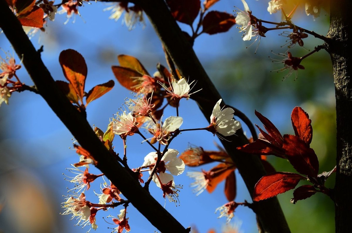 花卉系列【5050】