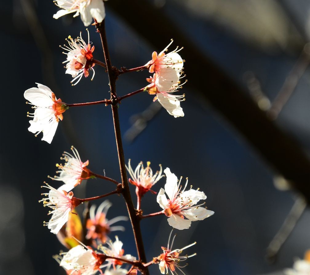 花卉系列【5050】