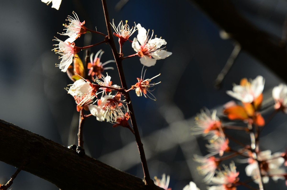 花卉系列【5050】