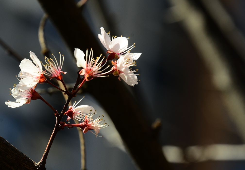 花卉系列【5050】