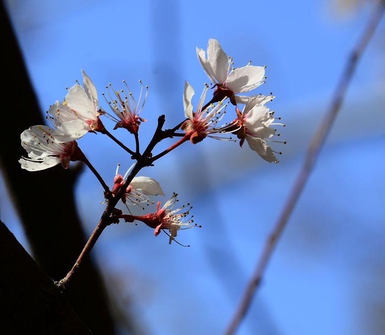 花卉系列【5050】