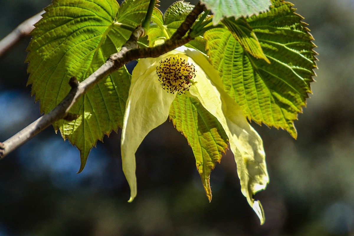 #春末夏初#——奇花异草之珙桐初开