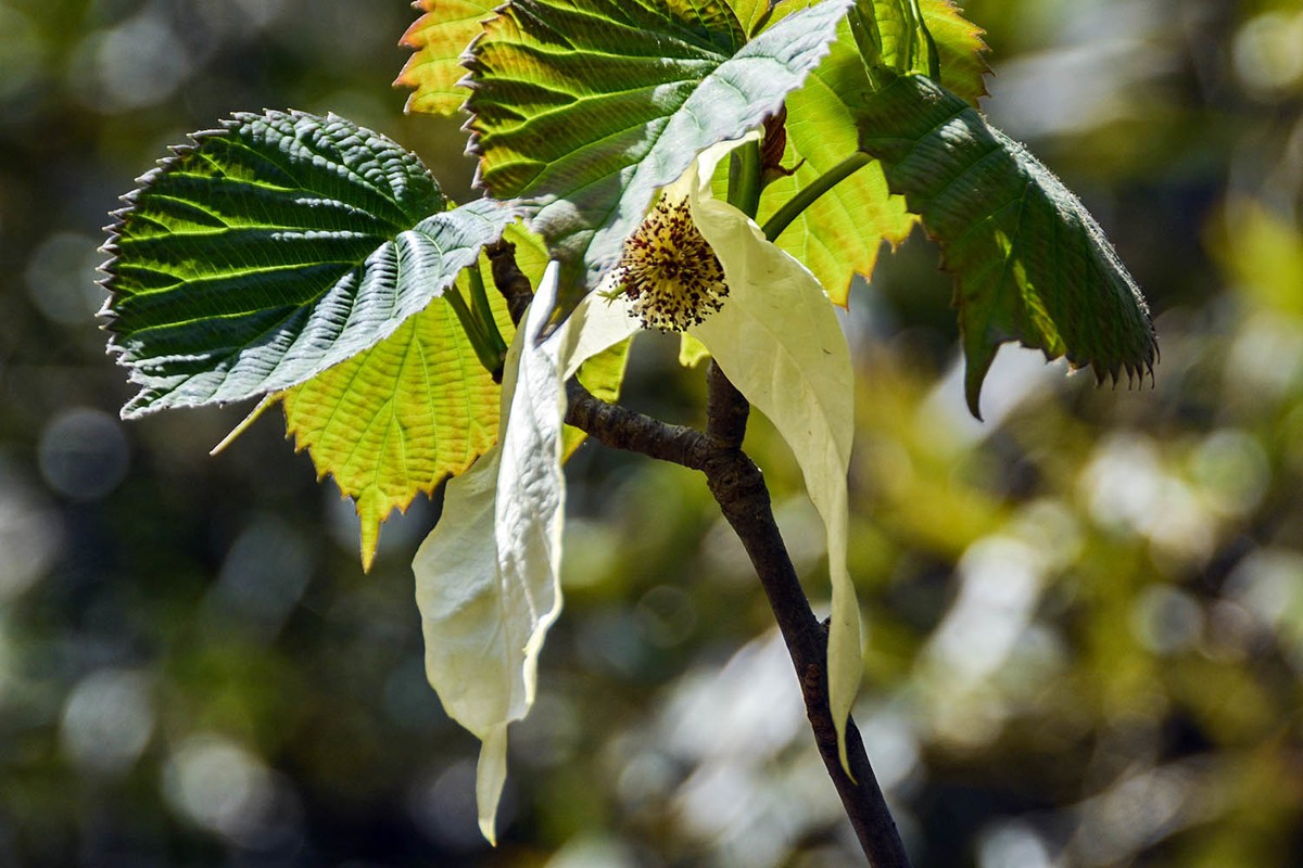 #春末夏初#——奇花异草之珙桐初开