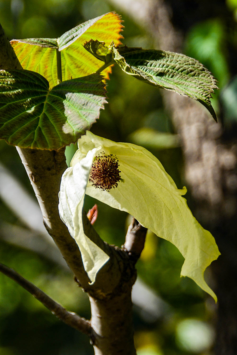 #春末夏初#——奇花异草之珙桐初开