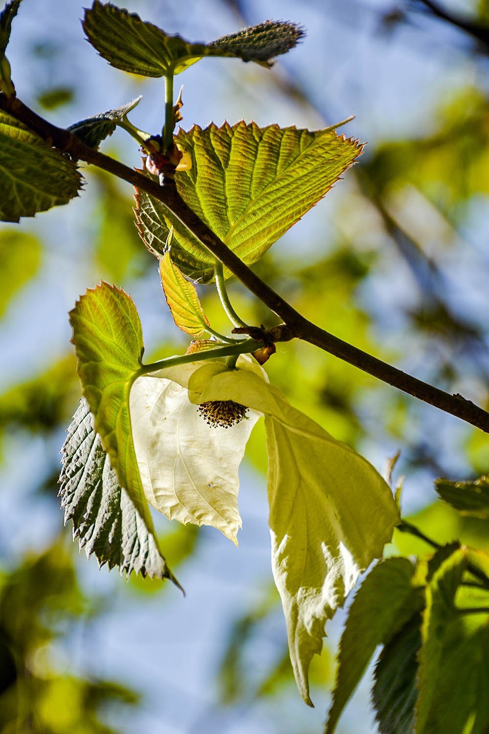 #春末夏初#——奇花异草之珙桐初开