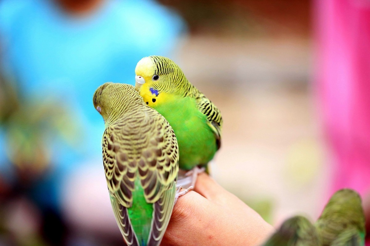 用百微镜头拍不怕人的小鸟——小鹦鹉