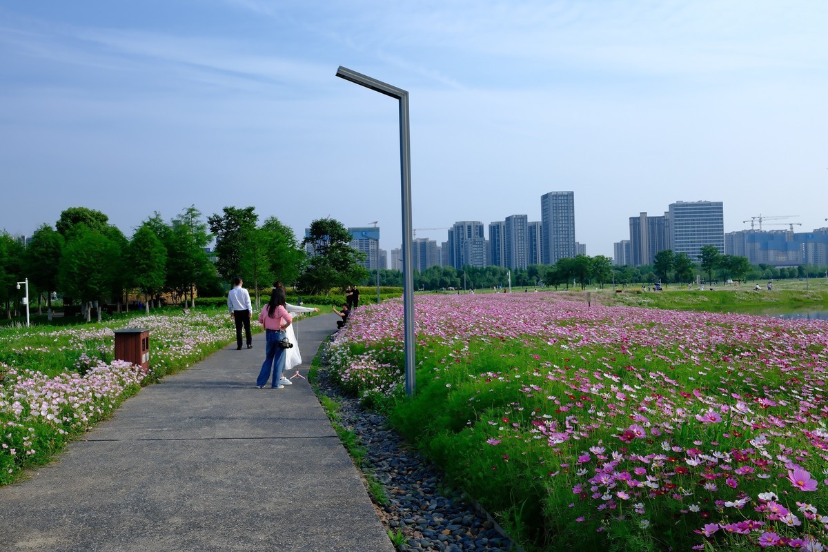 测试·富士ＸＴ－５：长沙洋湖潮湿地公园·格桑花海。
