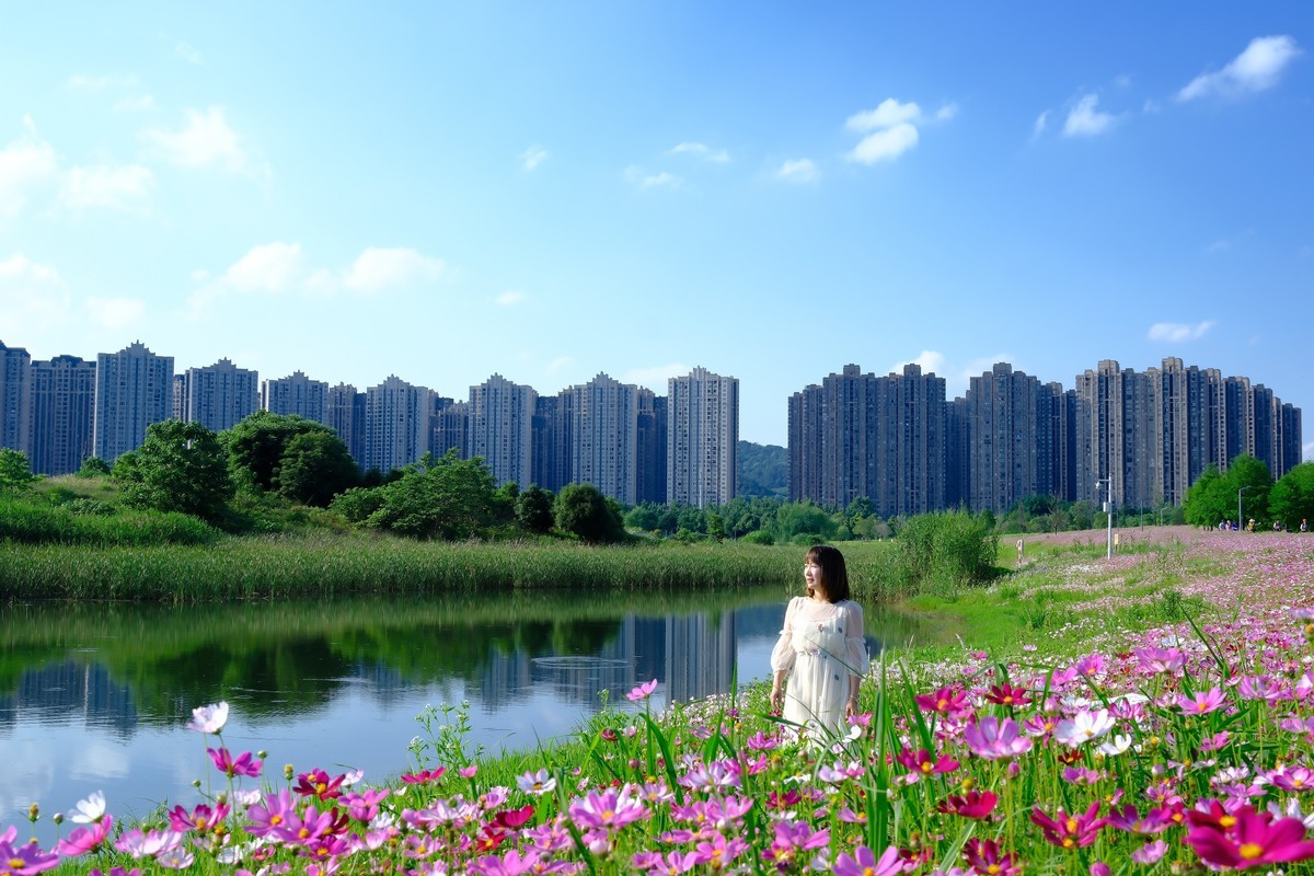 测试·富士ＸＴ－５：长沙洋湖潮湿地公园·格桑花海。