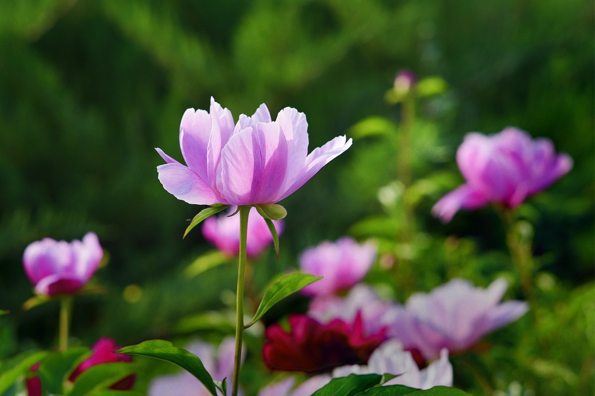 同色芍药花