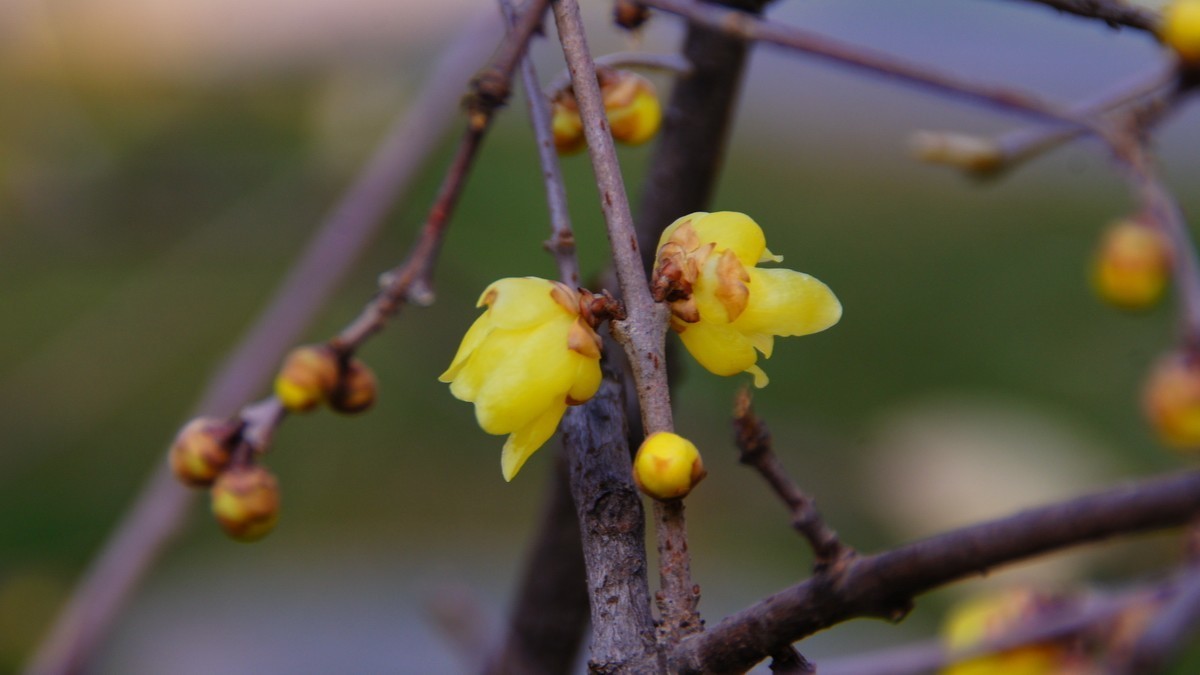 腊梅花