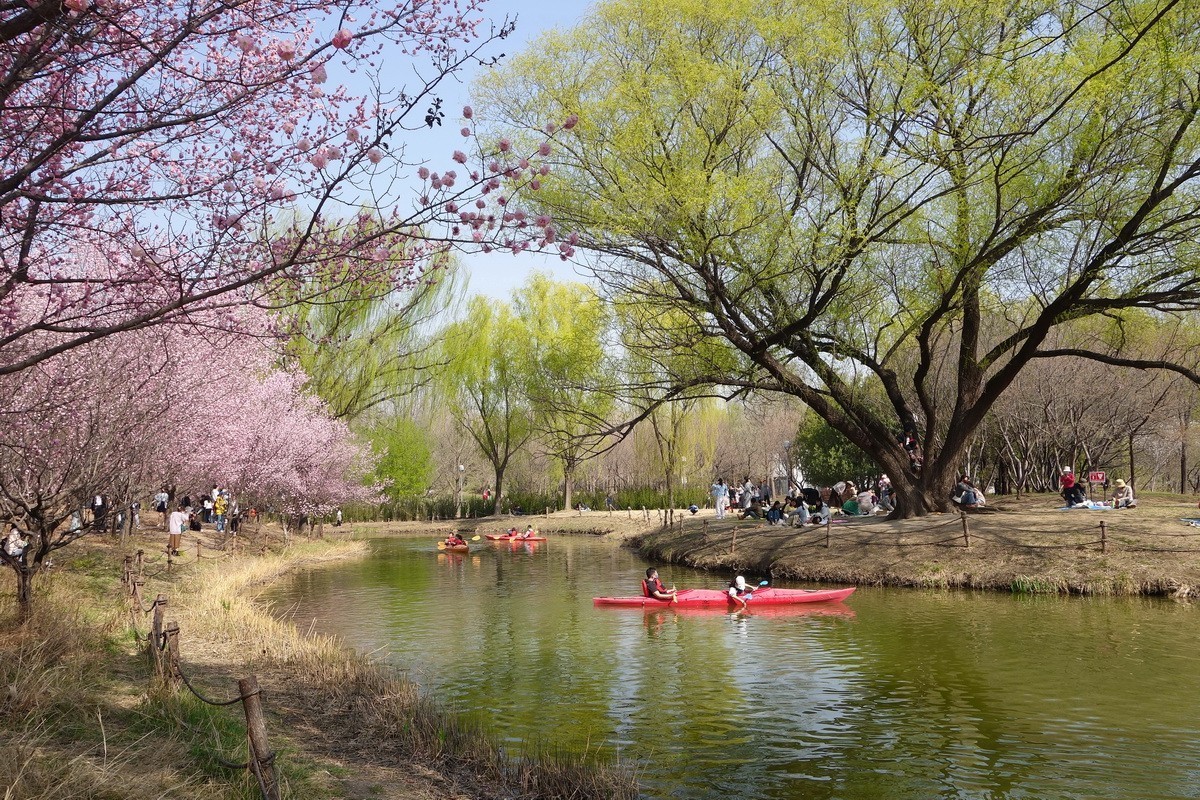 2024012 奥体森林公园 春色春韵