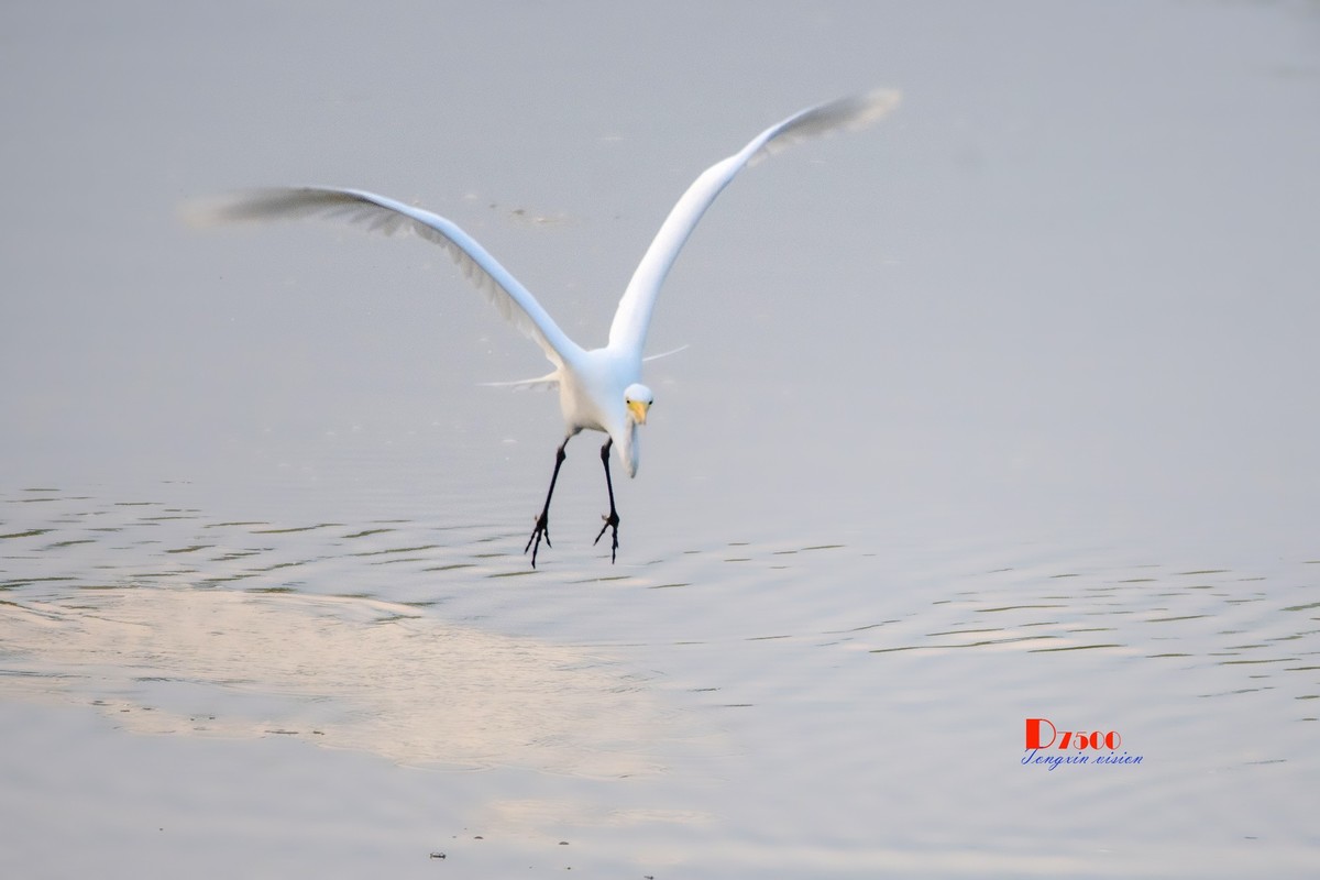 蒙古贞白鹭洲（80）