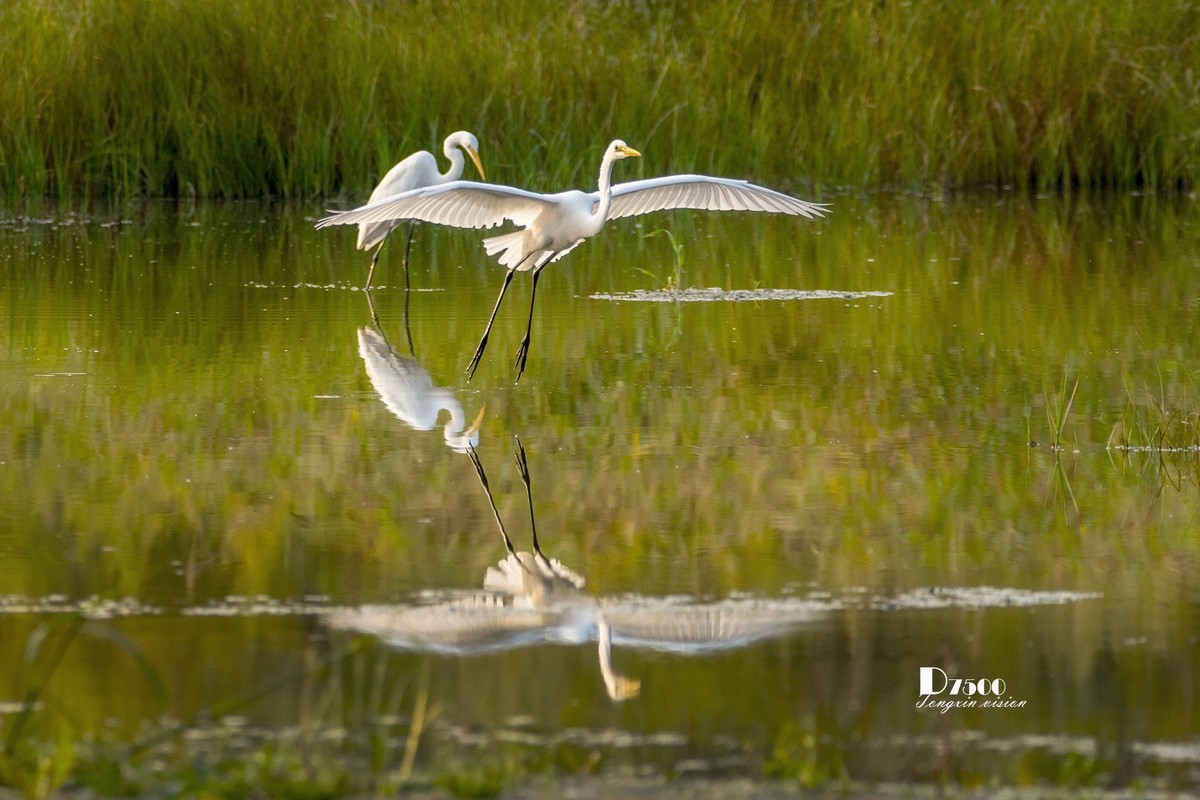 蒙古贞白鹭洲（80）