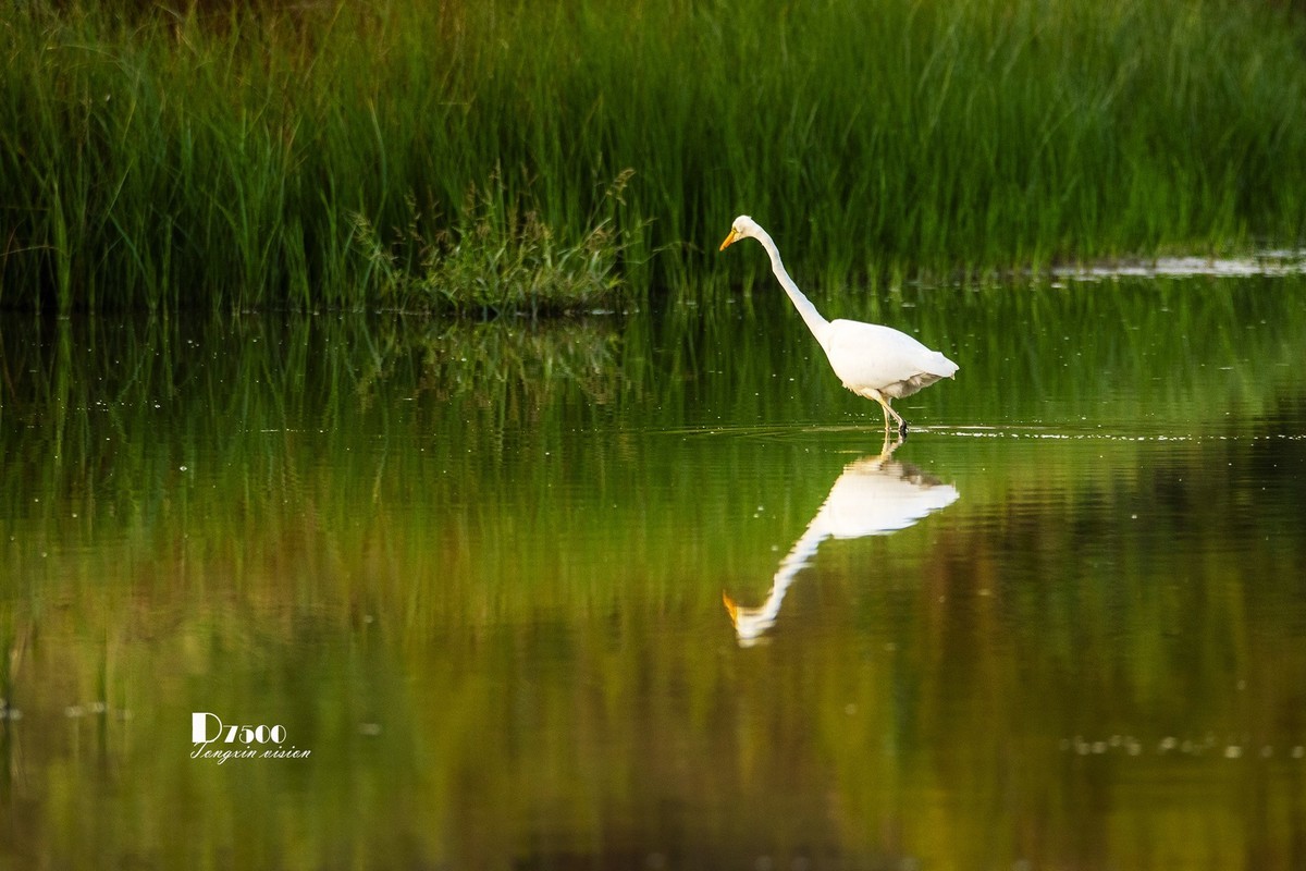蒙古贞白鹭洲（80）