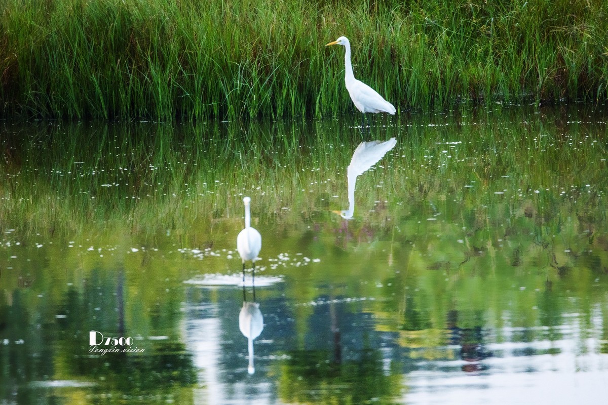 蒙古贞白鹭洲（80）