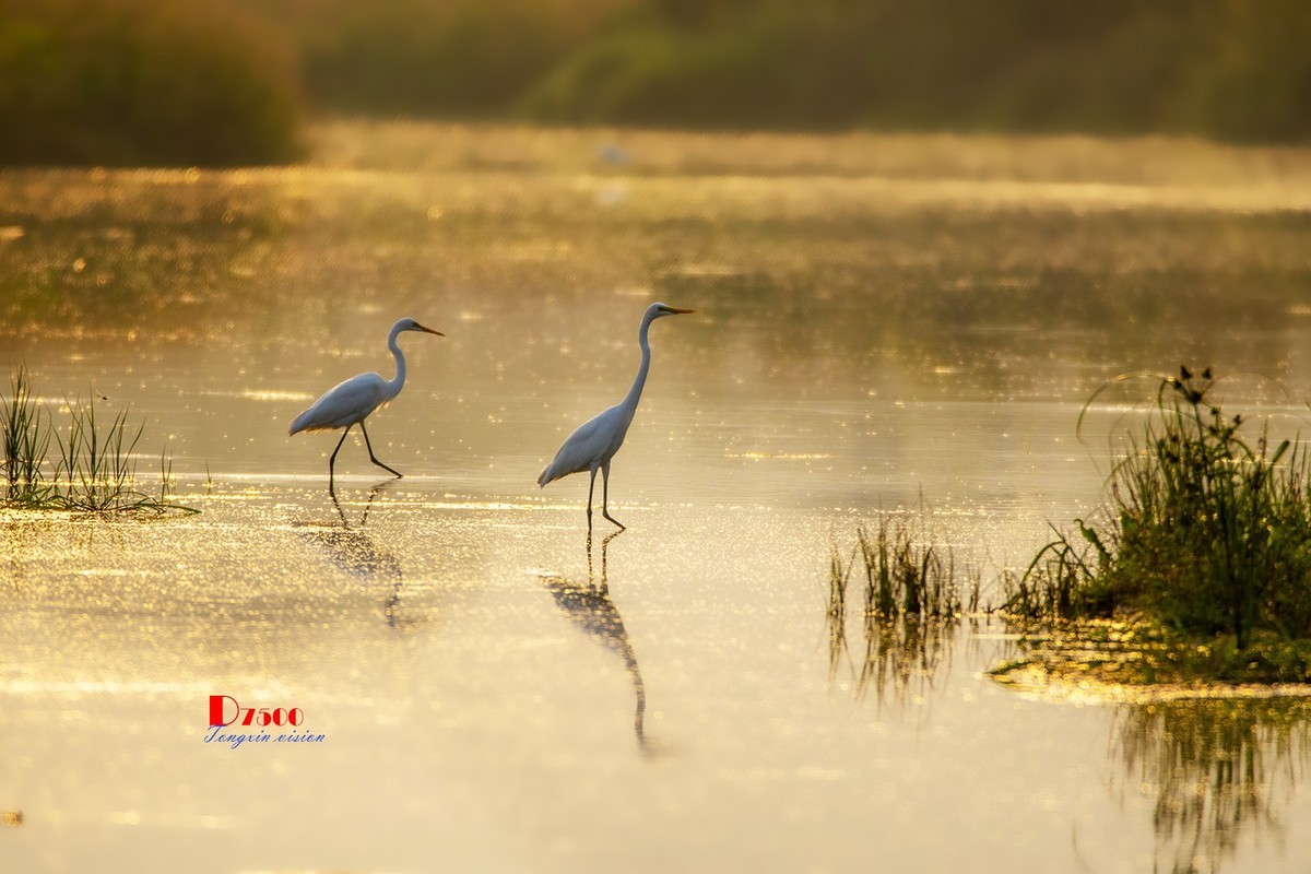 蒙古贞白鹭洲（80）