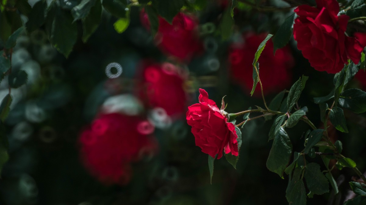 五 月 的 蔷 薇  （ 三 ）