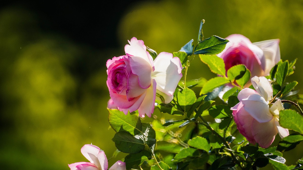 五 月 的 蔷 薇  （ 三 ）