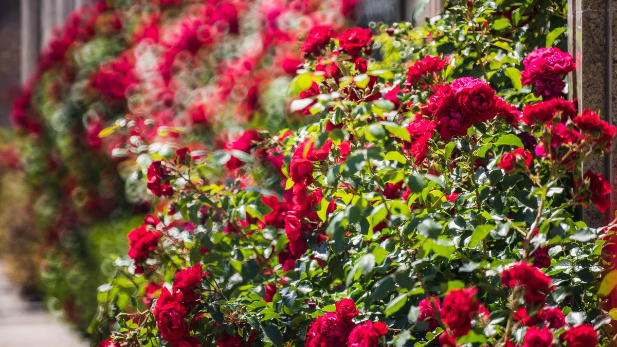 五 月 的 蔷 薇  （ 三 ）