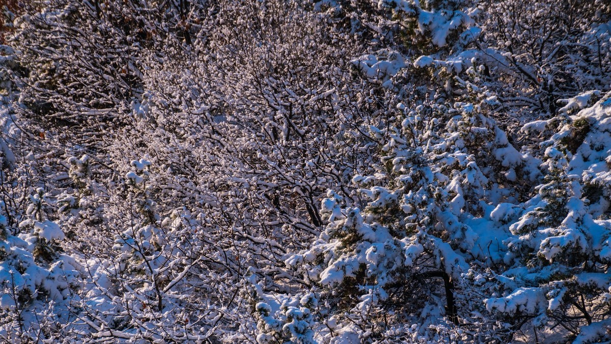 241126 宅 家 观 雪 （ 四 ）