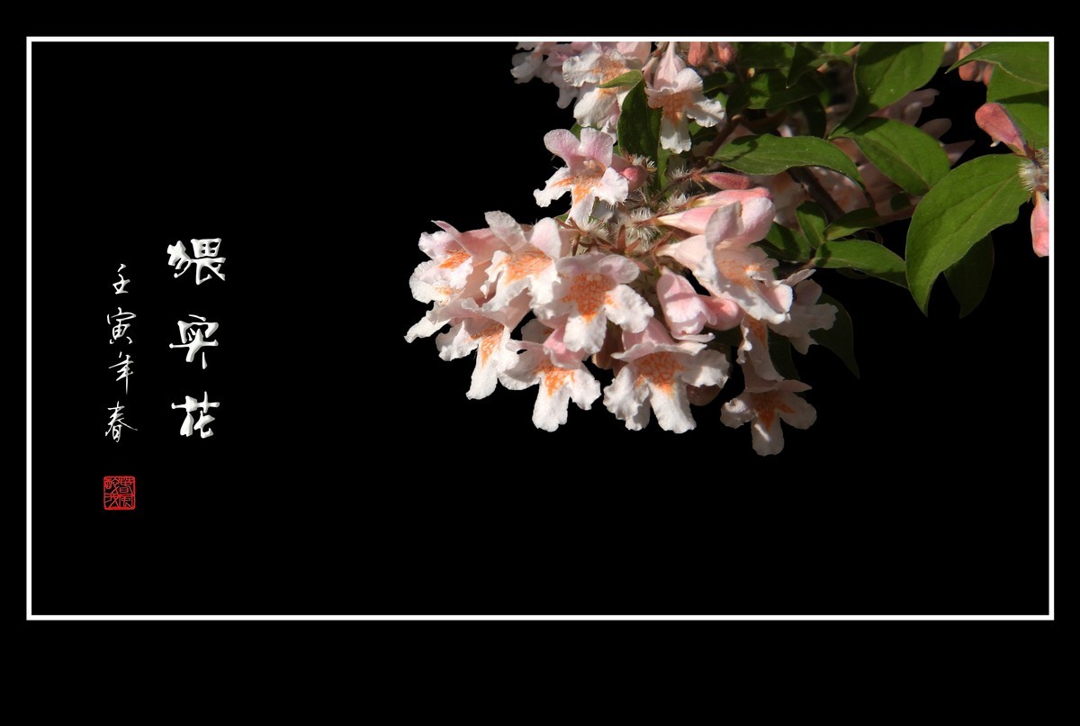 花团秀美的猥实花