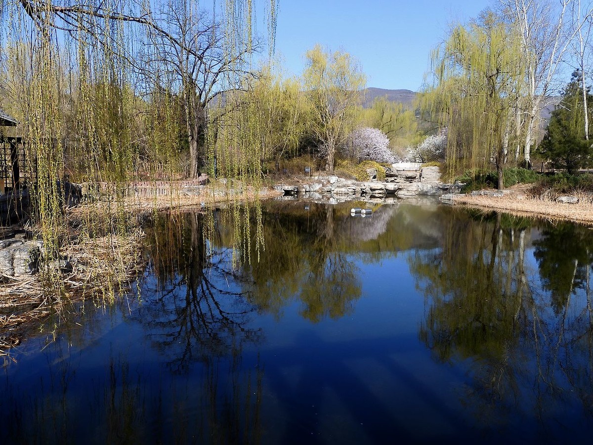 北 京 植 物 园---- 春 色