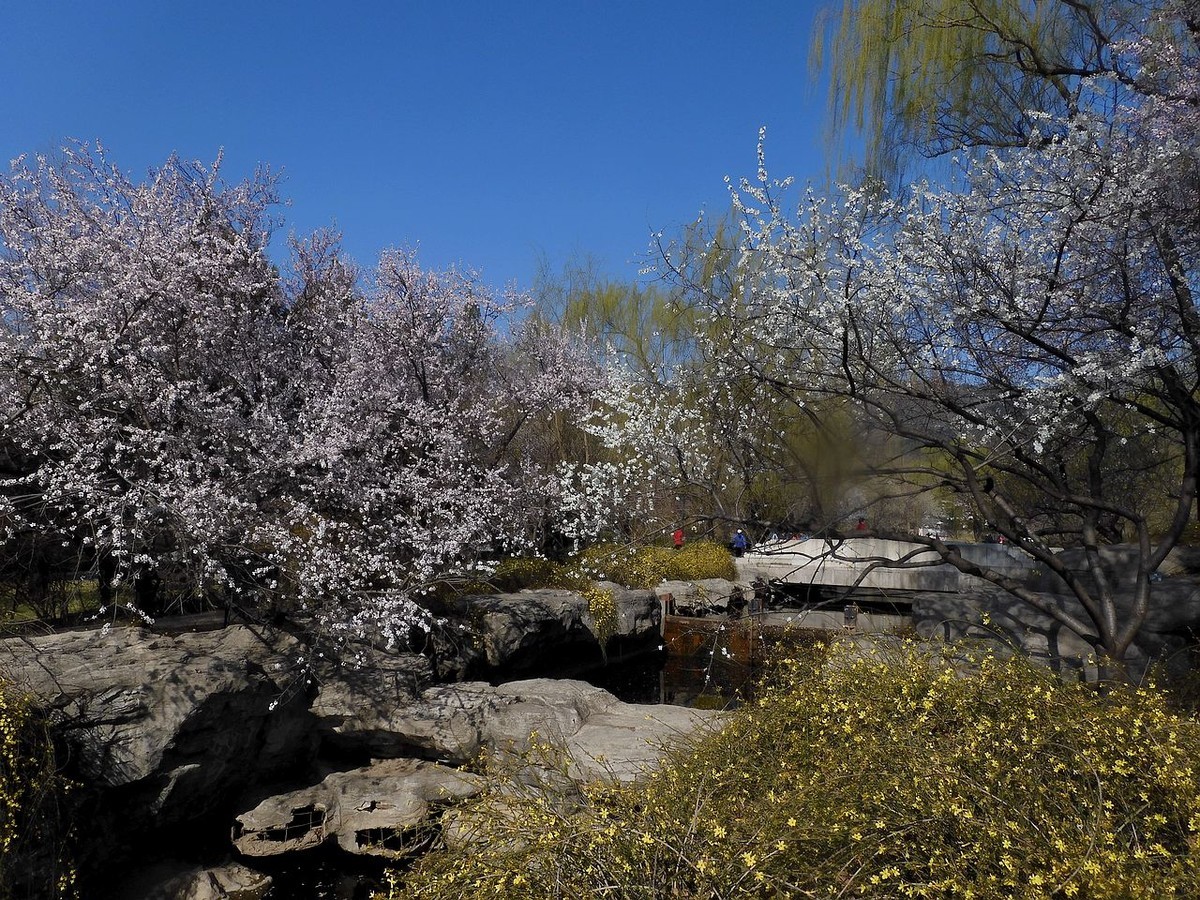 北 京 植 物 园---- 春 色