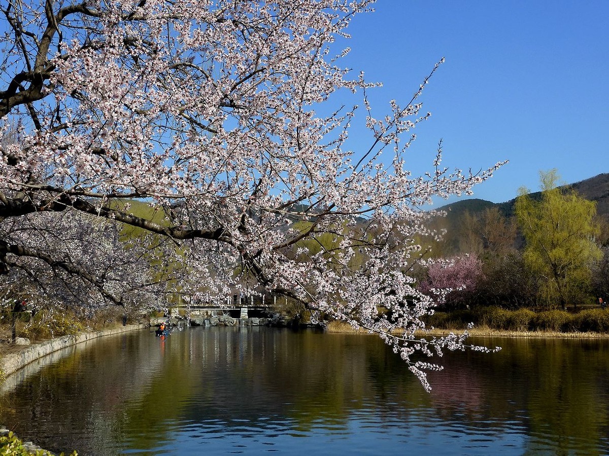 北 京 植 物 园---- 春 色