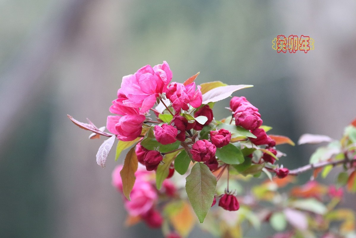 北美海棠 3【2023-0255】