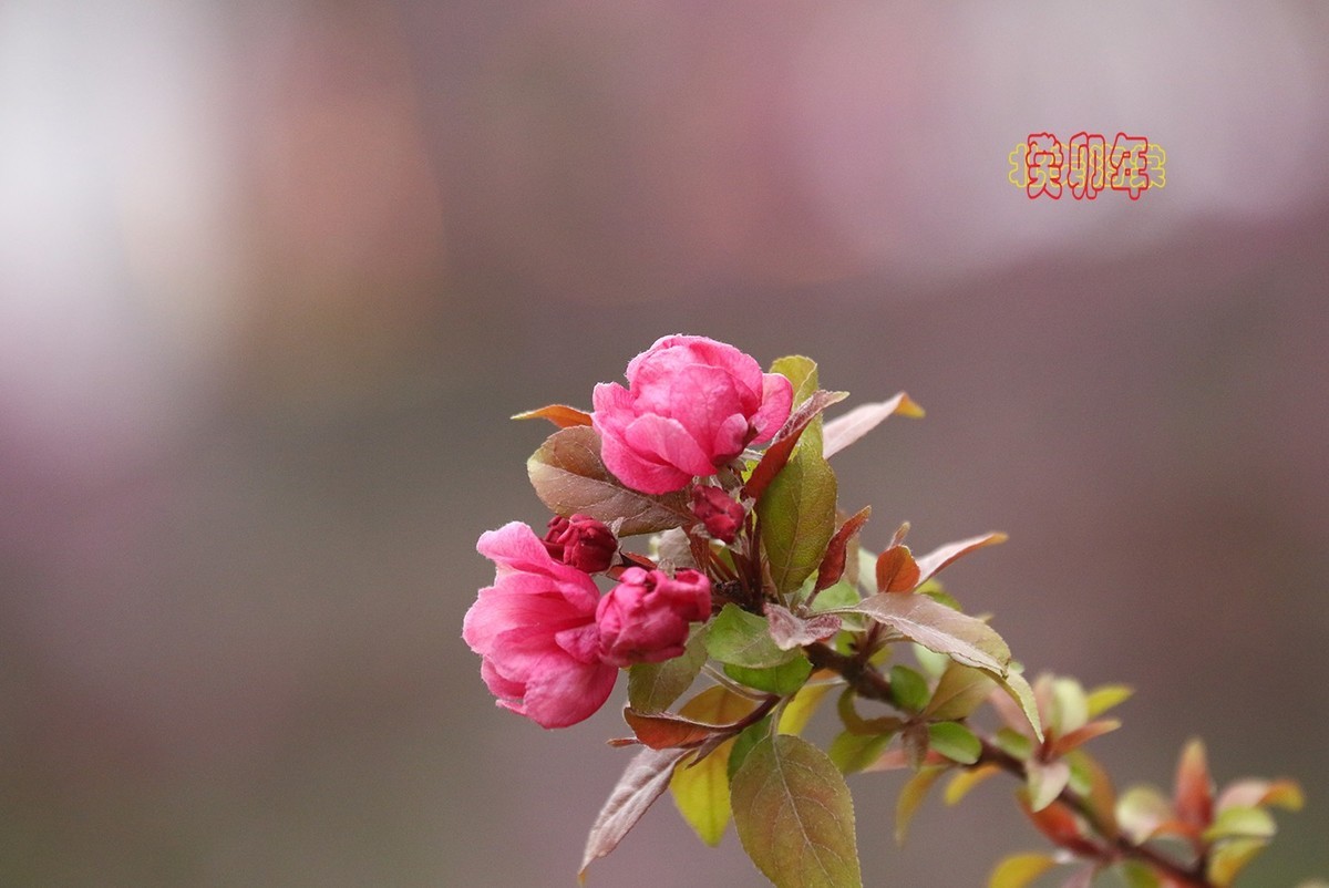 北美海棠 3【2023-0255】