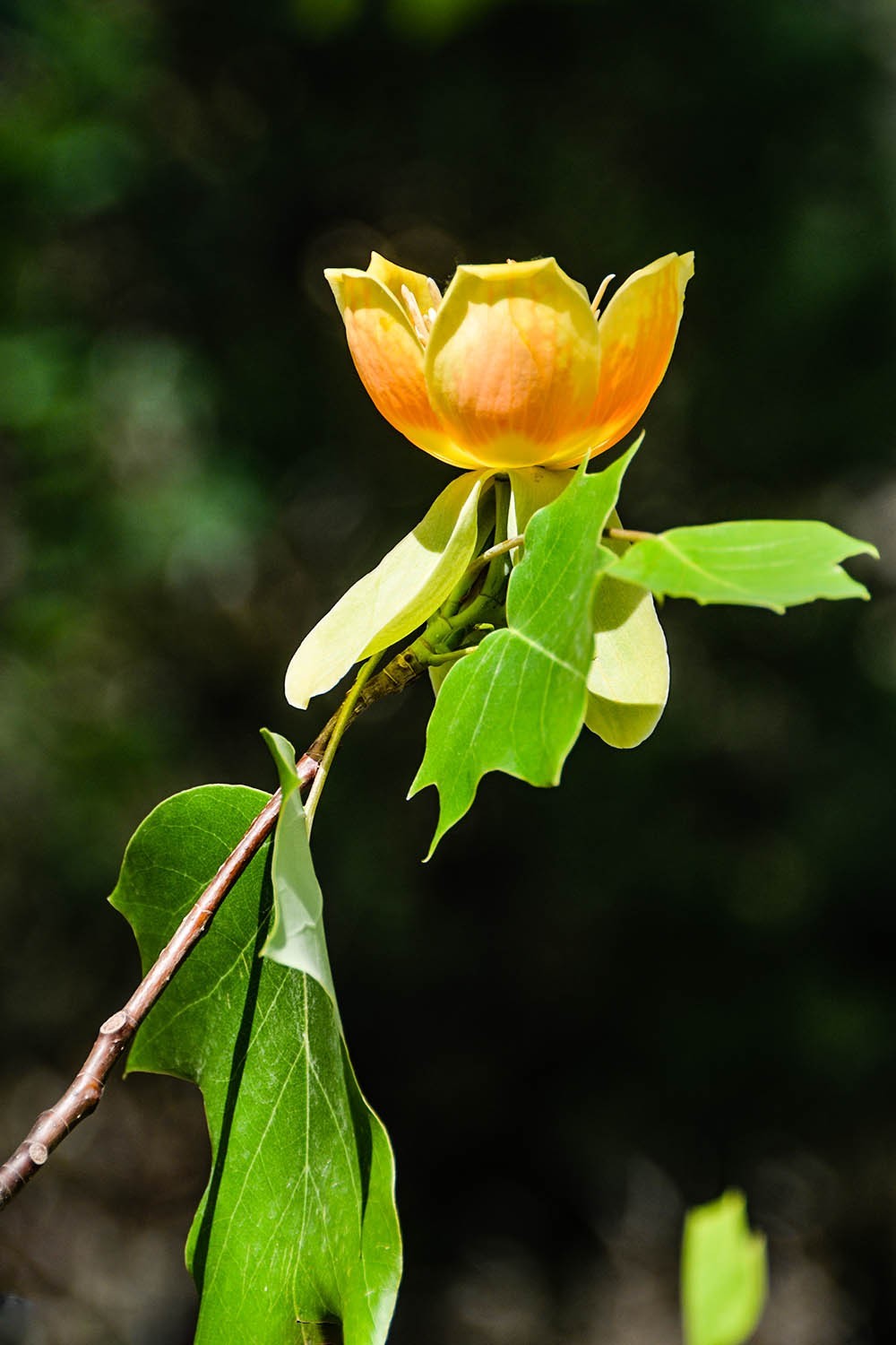 #春末夏初#——奇花异草之鹅掌楸