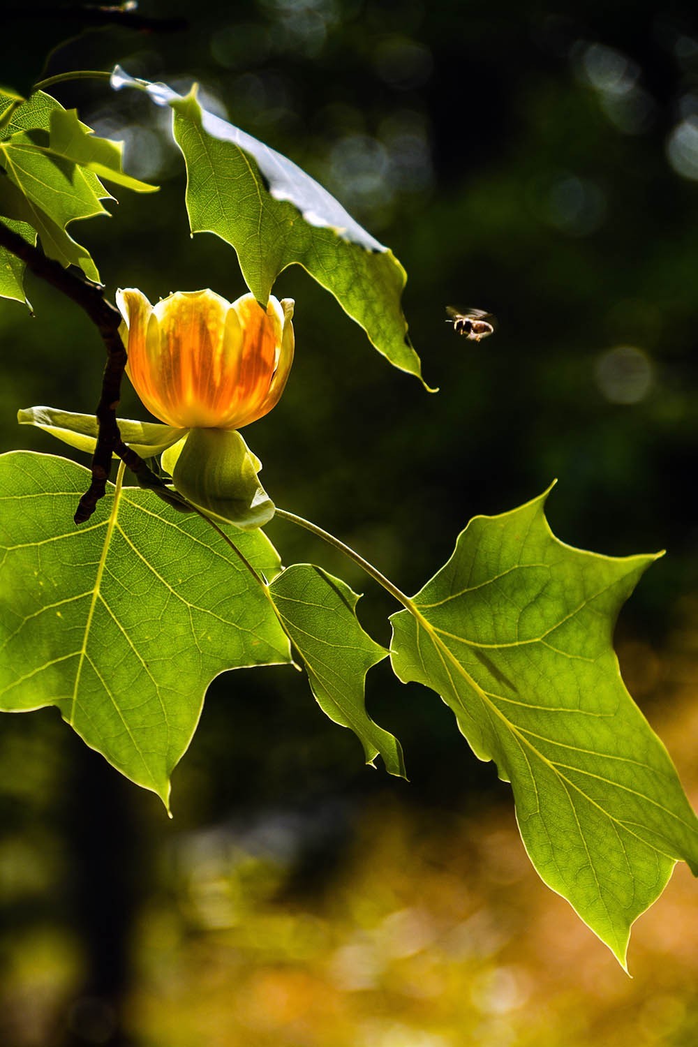 #春末夏初#——奇花异草之鹅掌楸