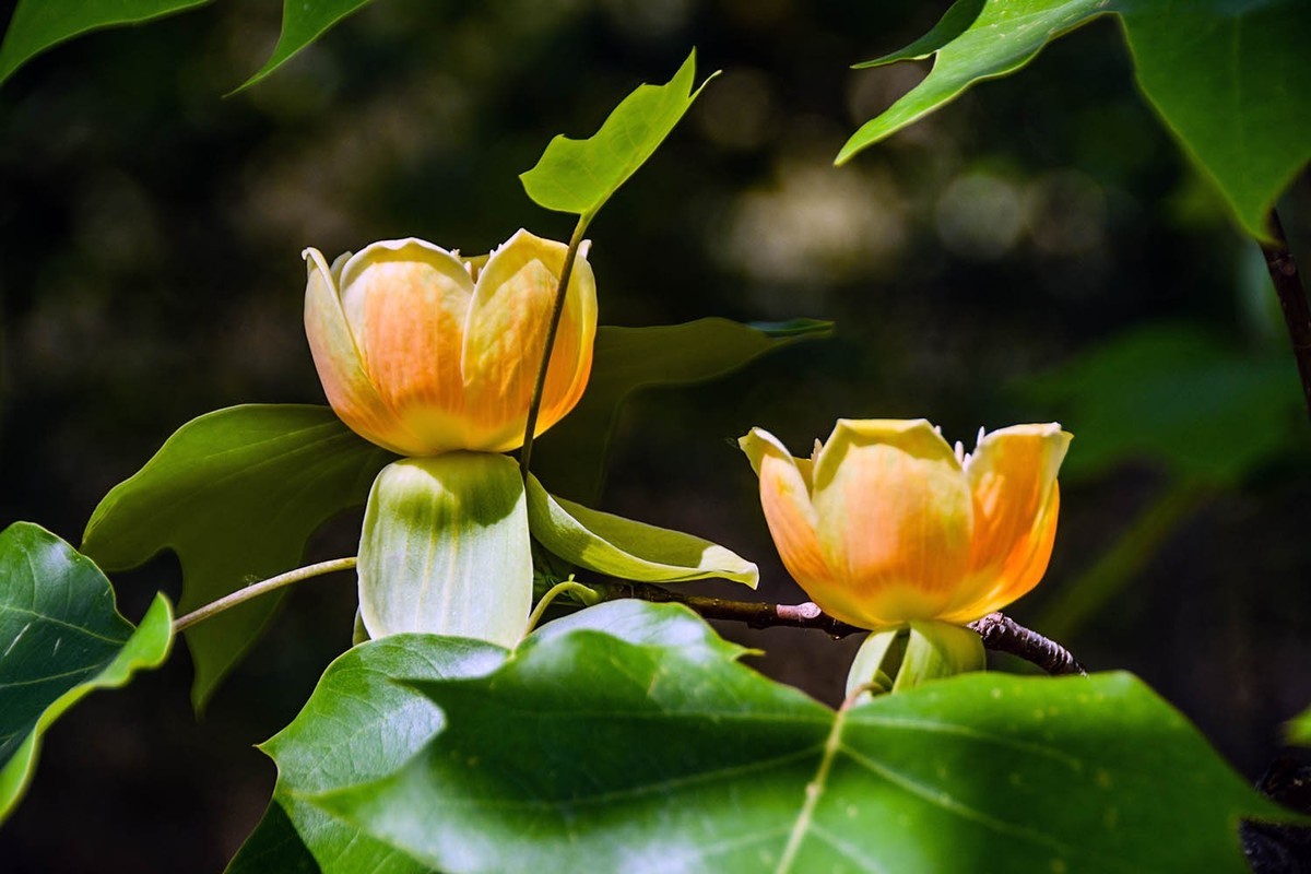 #春末夏初#——奇花异草之鹅掌楸