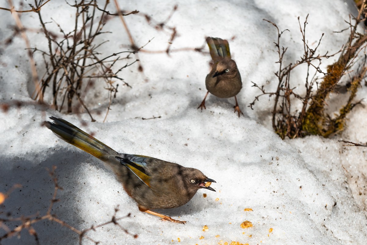 自驾游20230412黄龙风景区