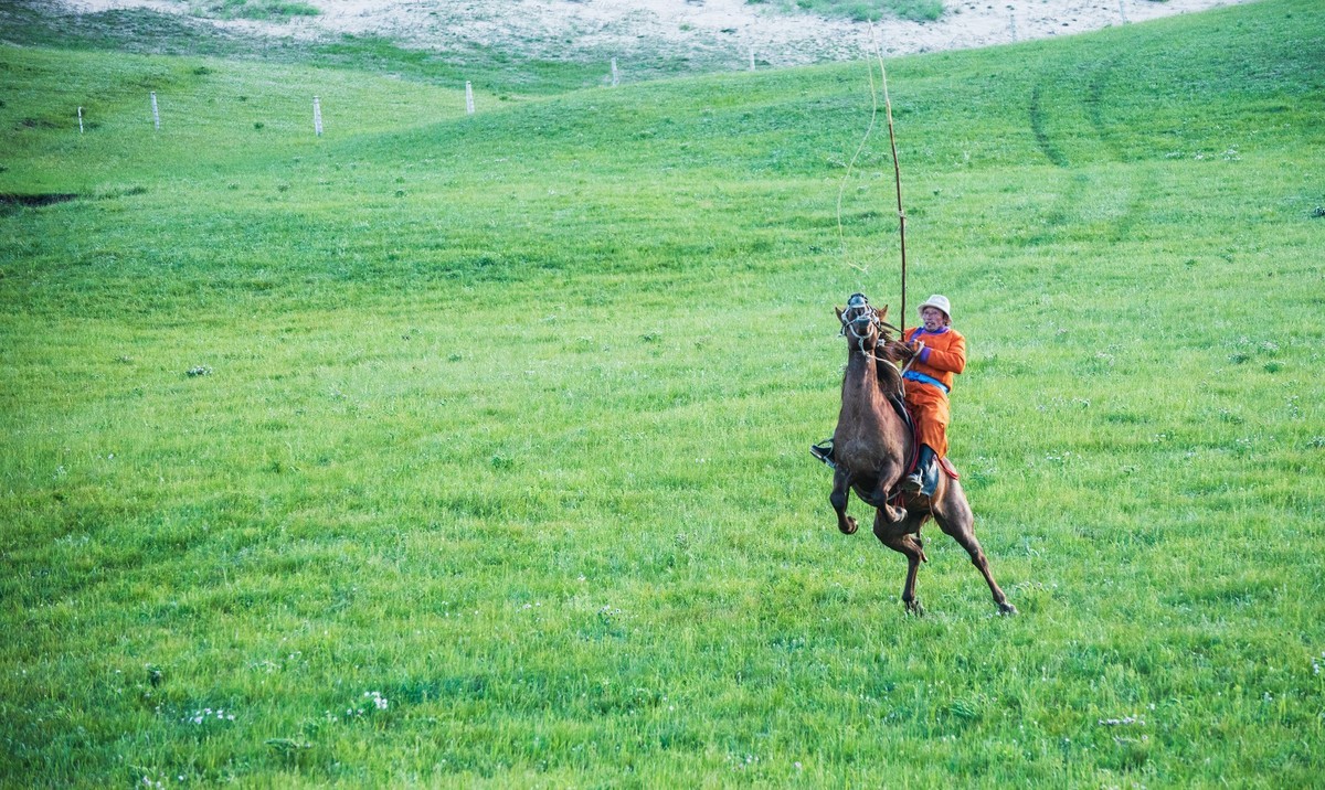 骏马奔驰在辽阔的草原