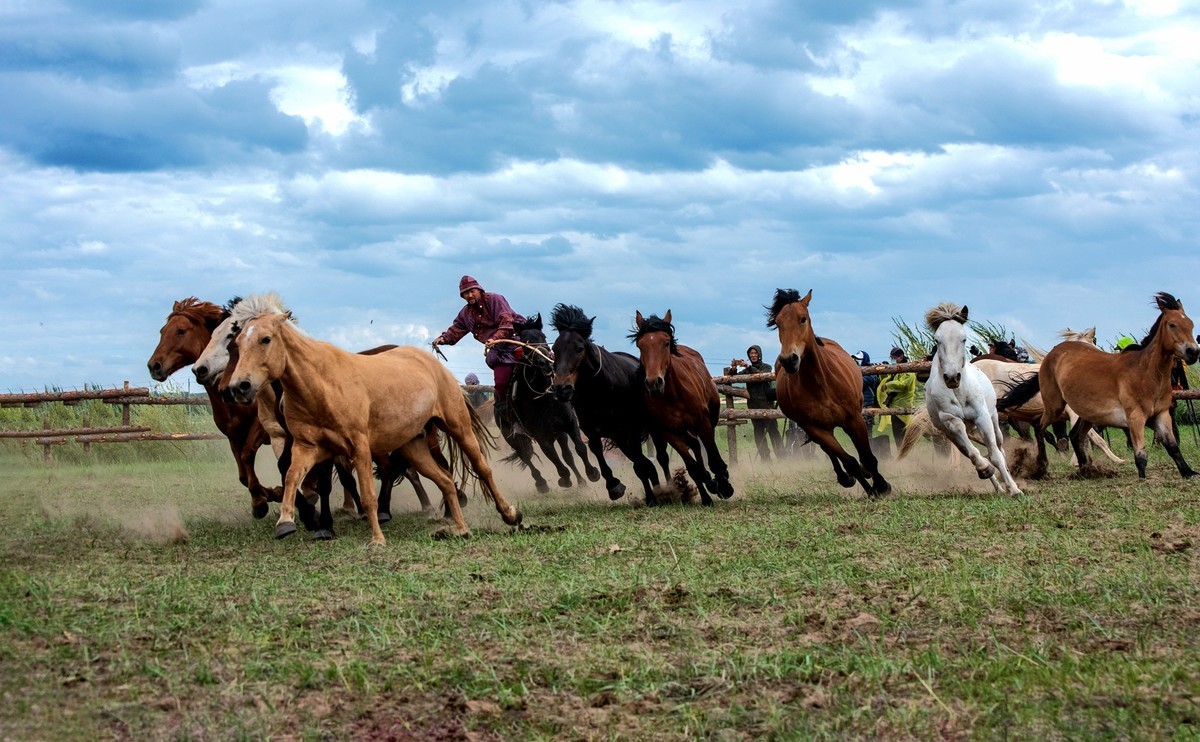 骏马奔驰在辽阔的草原
