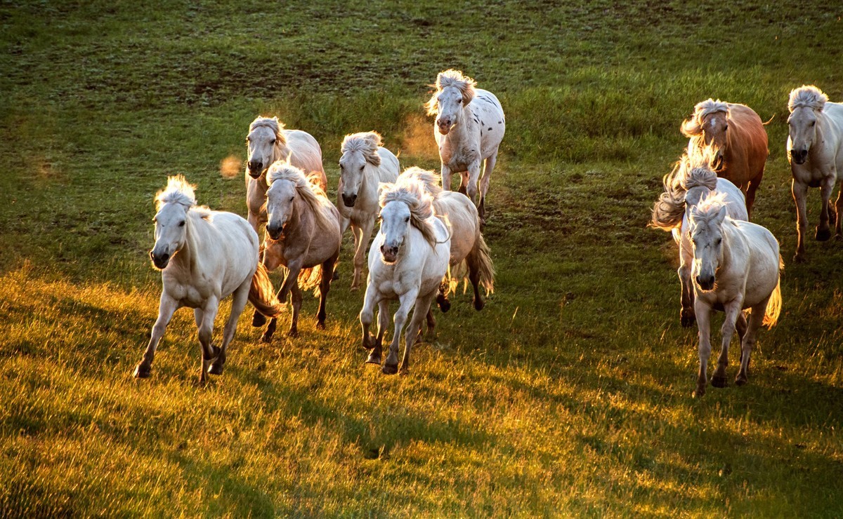 骏马奔驰在辽阔的草原