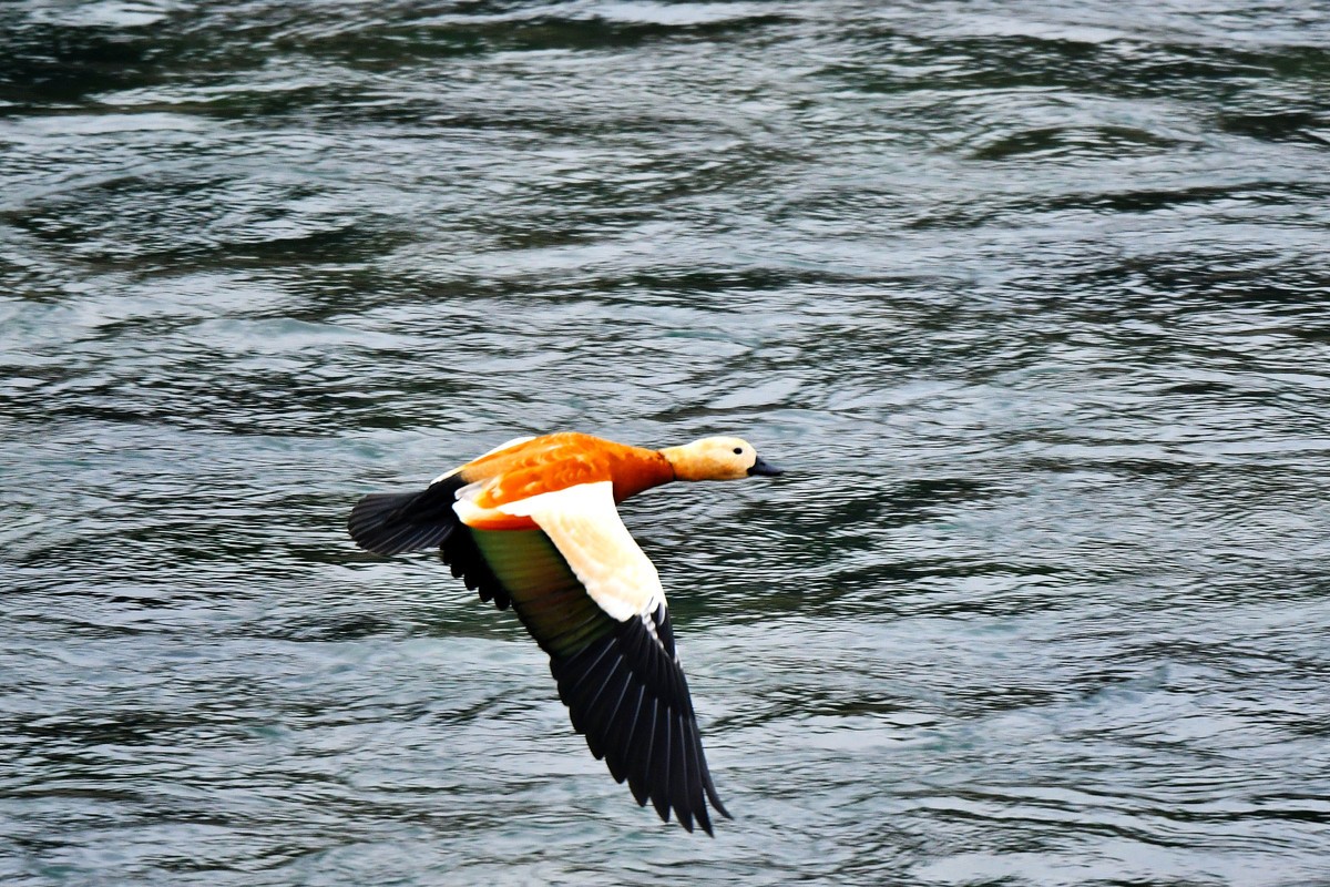 【D500】岷江上（都江堰段）飞翔的赤麻鸭