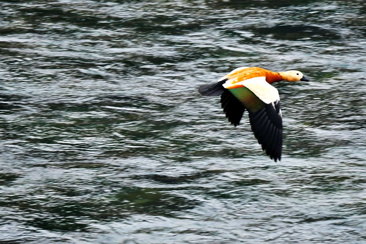 【D500】岷江上（都江堰段）飞翔的赤麻鸭