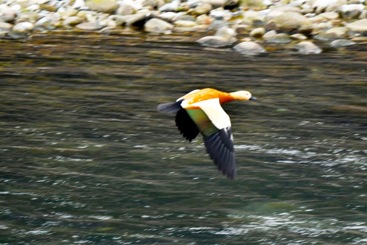 【D500】岷江上（都江堰段）飞翔的赤麻鸭