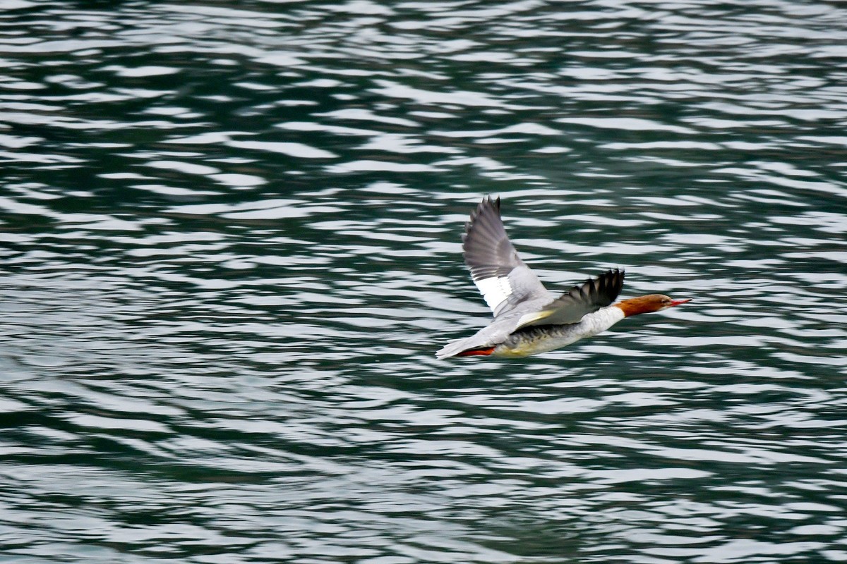 岷江上（都江堰段）来了中华秋沙鸭
