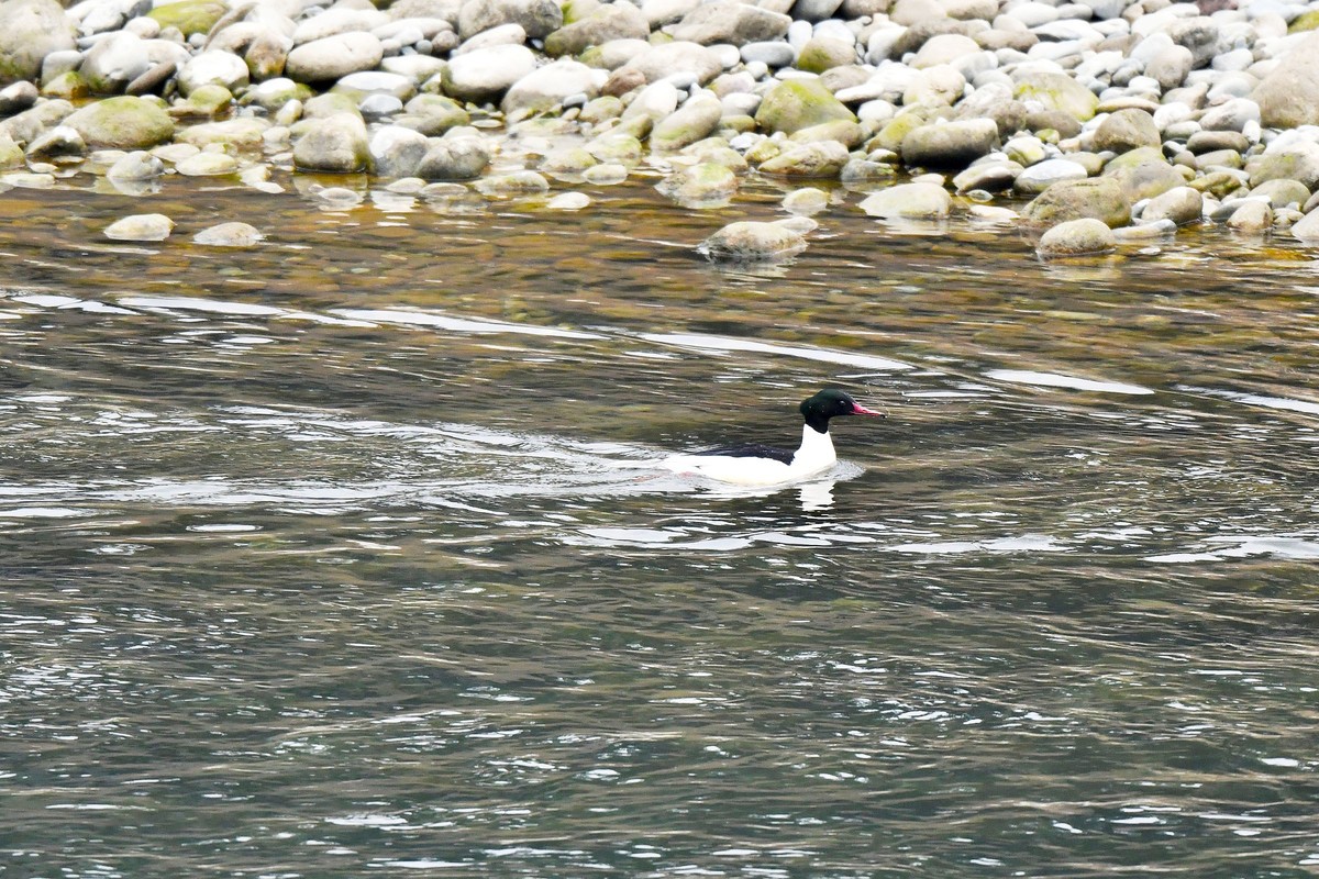 岷江上（都江堰段）来了中华秋沙鸭