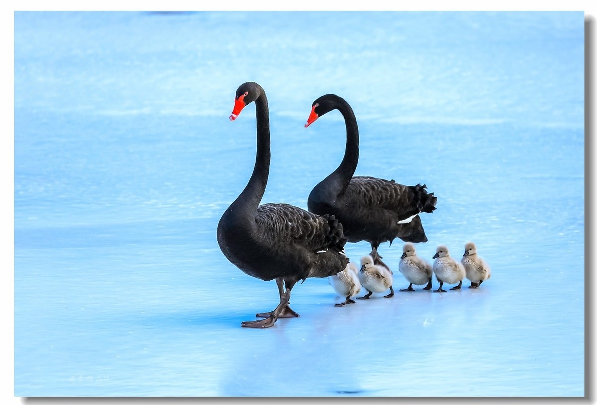 圆明园万方安和六小二黑出游走冰