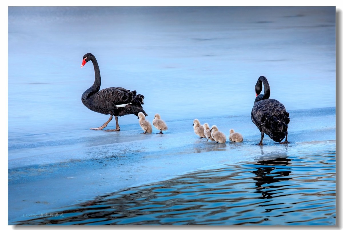 圆明园万方安和六小二黑出游走冰