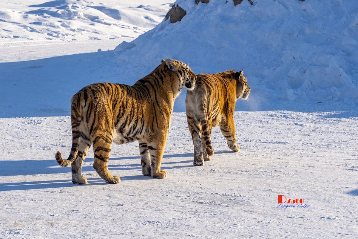 东北虎林园（12）